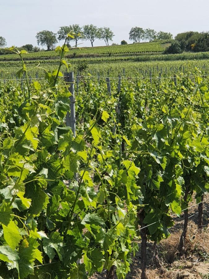 Cazouls-d Herault La Grange 아파트 외부 사진